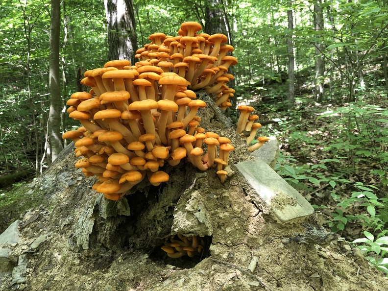 Eastern American Jack-O’-Lantern (Omphalotus illudens) 2